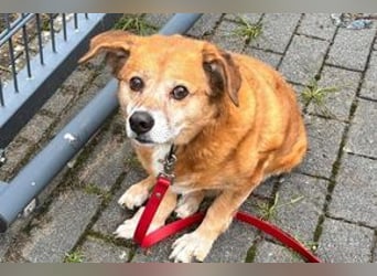 NOTFALL Charlie sucht dringend noch mal ein Zuhause
