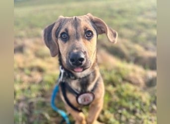 Franz - verspielt & zuckersüß