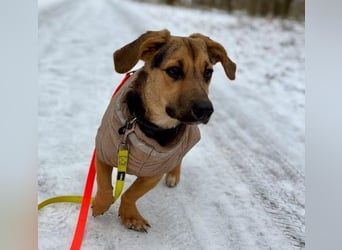 Franz - verspielt & zuckersüß