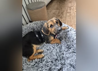 FRANZ - zuckersüßer Hundejunge sucht seine Herzensmenschen