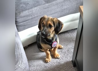 FRANZ - zuckersüßer Hundejunge sucht seine Herzensmenschen