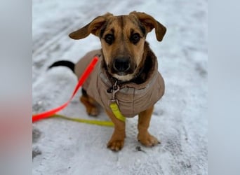 Franz - verspielt & zuckersüß