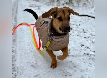 Franz - verspielt & zuckersüß