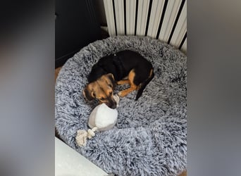 FRANZ - zuckersüßer Hundejunge sucht seine Herzensmenschen