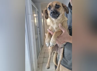 Ronja - freundliches, offenes Welpenmädchen