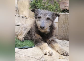 Arthur - sanfter und freundlicher Hund