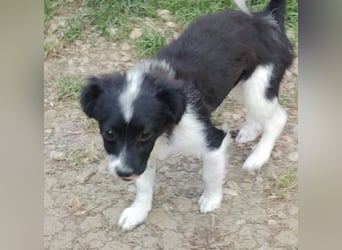Molly - liebevoll und immer vorne dabei