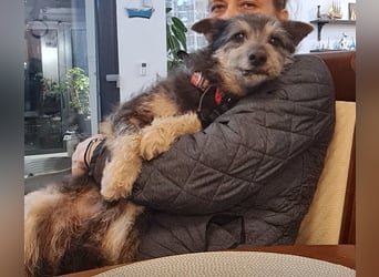 Arthur - sanfter und freundlicher Hund