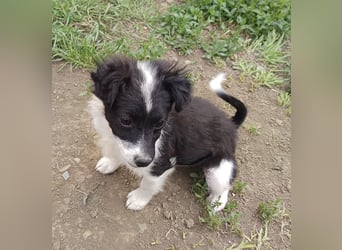 Molly - liebevoll und immer vorne dabei