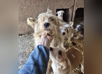 Nala - 6 kleine Geschwister suchen ein Zuhause