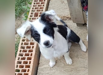 Luna - liebevolles und neugieriges Hundemädchen