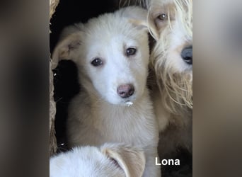 Lona - 6 kleine Geschwister suchen ein Zuhause