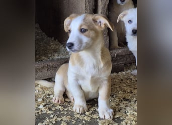 Nala - 6 kleine Geschwister suchen ein Zuhause