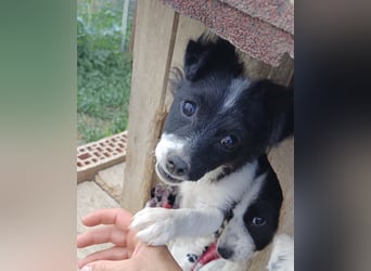 Molly - liebevoll und immer vorne dabei