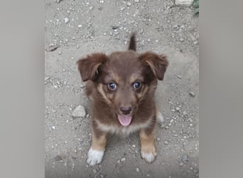 Ronja - freundliches, offenes Welpenmädchen