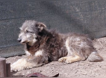 Arthur - sanfter und freundlicher Hund