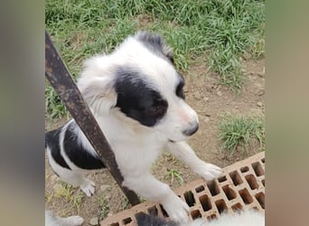 Luna - liebevolles und neugieriges Hundemädchen