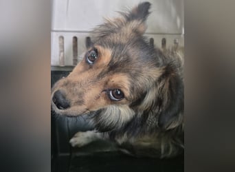 Brenda - liebevolle und schüchterne Hundemama