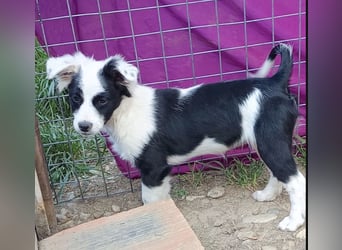 Luna - liebevolles und neugieriges Hundemädchen