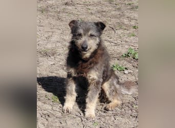 Arthur - sanfter und freundlicher Hund