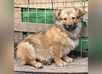 Cody - freundlich, noch etwas schüchtern