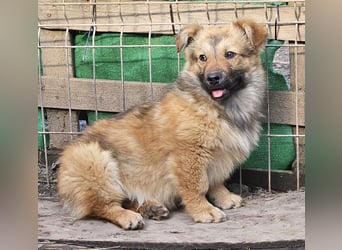 Cody - freundlich, noch etwas schüchtern