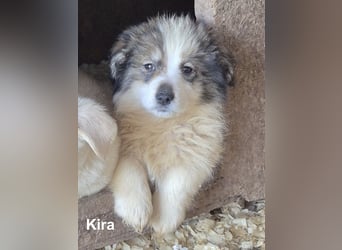 Kira - 6 kleine Geschwister suchen ein Zuhause