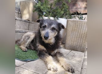 Arthur - sanfter und freundlicher Hund