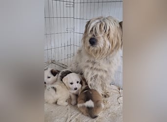 Flo - 6 kleine Geschwister suchen ein Zuhause