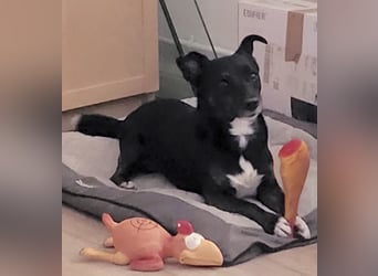 NOTFALL ! - Pixi verliert unverschuldet sein Zuhause!