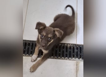 Ronja - freundliches, offenes Welpenmädchen