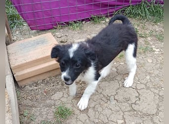 Molly - liebevoll und immer vorne dabei