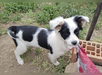 Luna - liebevolles und neugieriges Hundemädchen