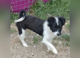 Molly - liebevoll und immer vorne dabei
