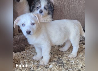 Finch - 6 kleine Geschwister suchen ein Zuhause