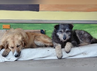 Arthur - sanfter und freundlicher Hund