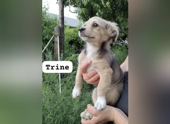 Trine - lieb, verträglich und verspielt