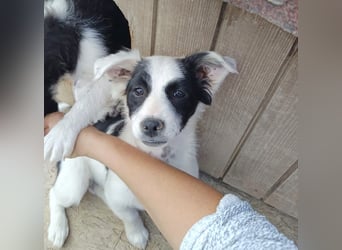 Luna - liebevolles und neugieriges Hundemädchen