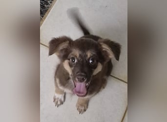 Ronja - freundliches, offenes Welpenmädchen