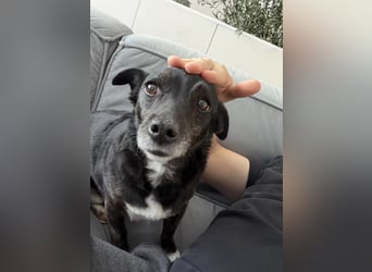 NOTFALL ! - Pixi verliert unverschuldet sein Zuhause!