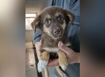 Ronja - freundliches, offenes Welpenmädchen