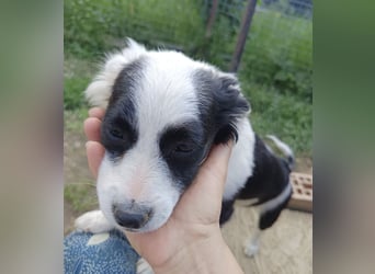 Luna - liebevolles und neugieriges Hundemädchen