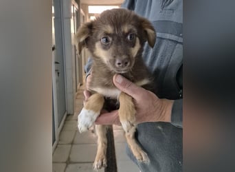 Ronja - freundliches, offenes Welpenmädchen