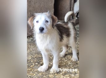 Princess - 6 kleine Geschwister suchen ein Zuhause