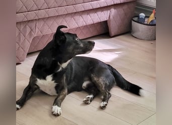 NOTFALL ! - Pixi verliert unverschuldet sein Zuhause!