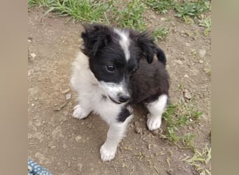 Molly - liebevoll und immer vorne dabei