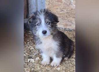 Flo - 6 kleine Geschwister suchen ein Zuhause