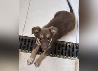 Ronja - freundliches, offenes Welpenmädchen