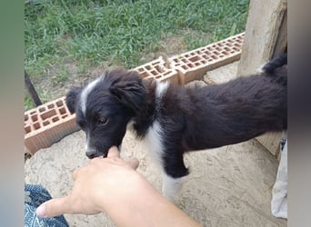 Molly - liebevoll und immer vorne dabei
