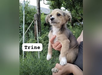 Trine - lieb, verträglich und verspielt